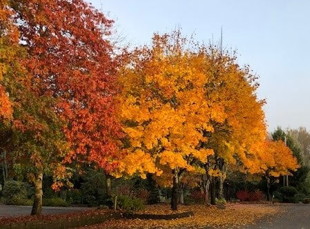 fall tree parking lot stripes 10