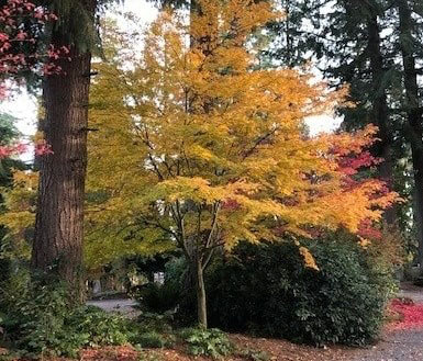 fall trees  leaves on ground 10