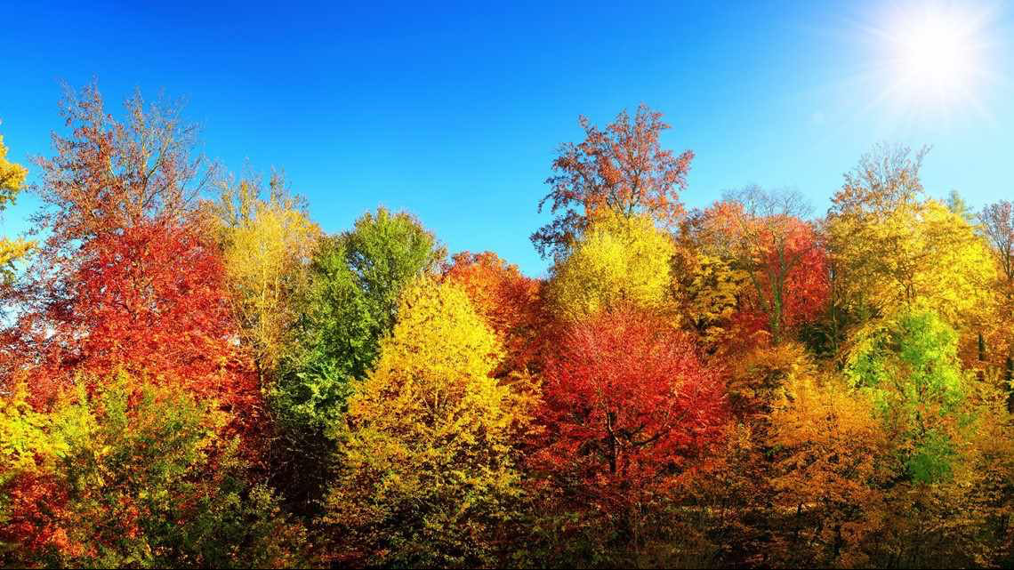 fall trees 2023 resize 2