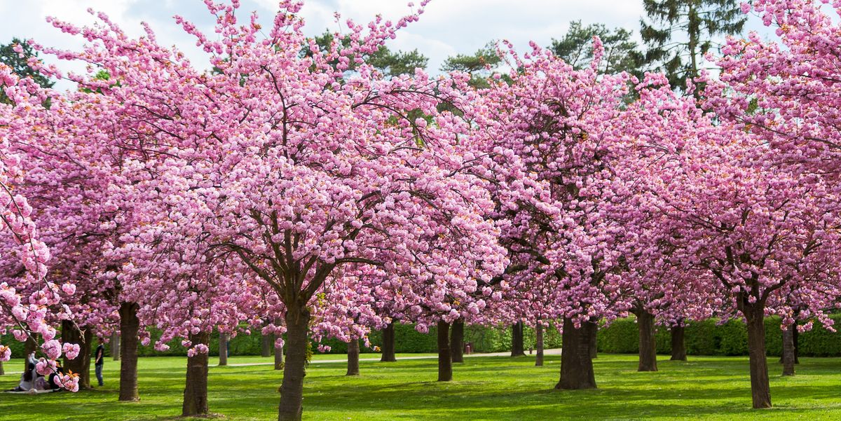 flowering cherries 2024