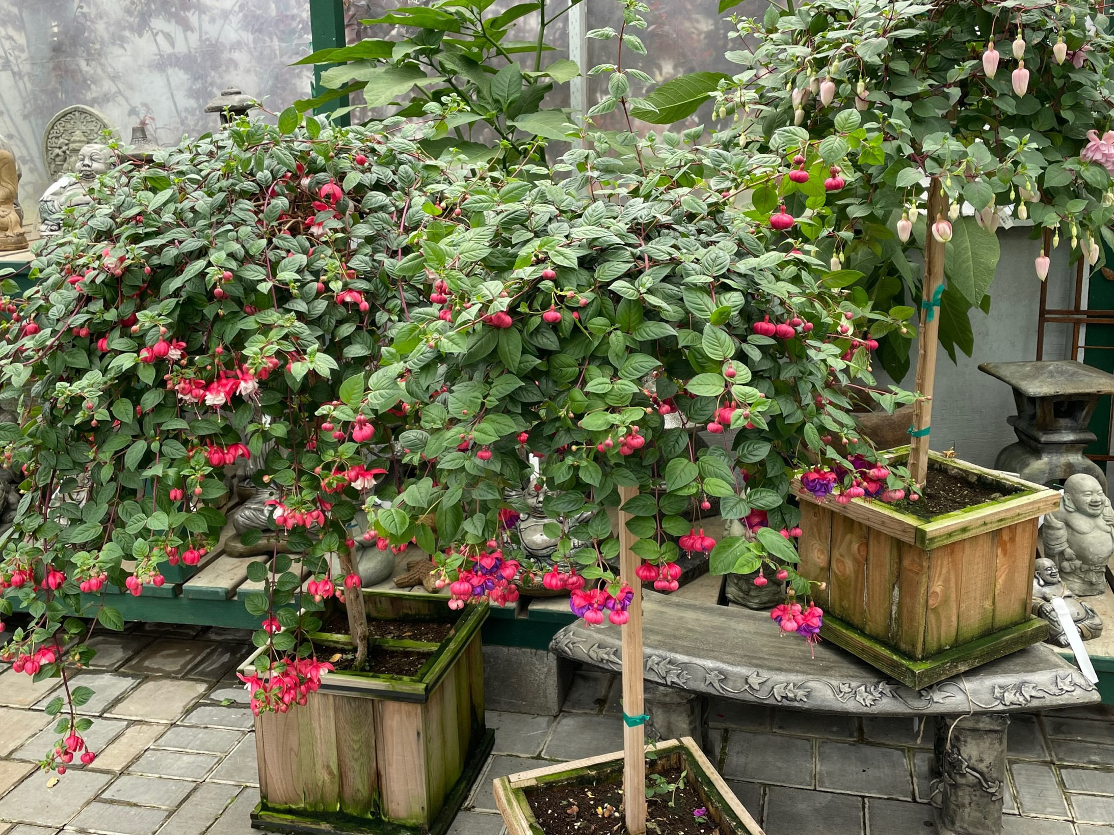 fuchsia tree 5