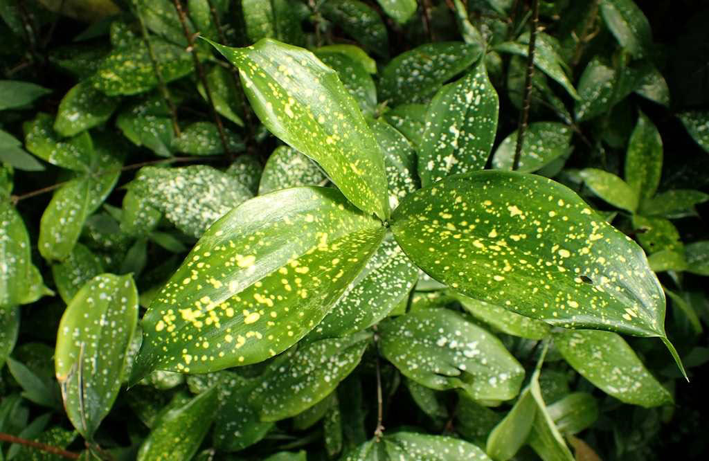 gold dust dracaena 2024  resize