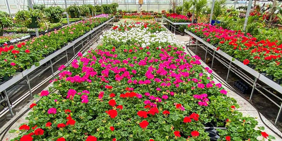 greenhouse annuals 2024