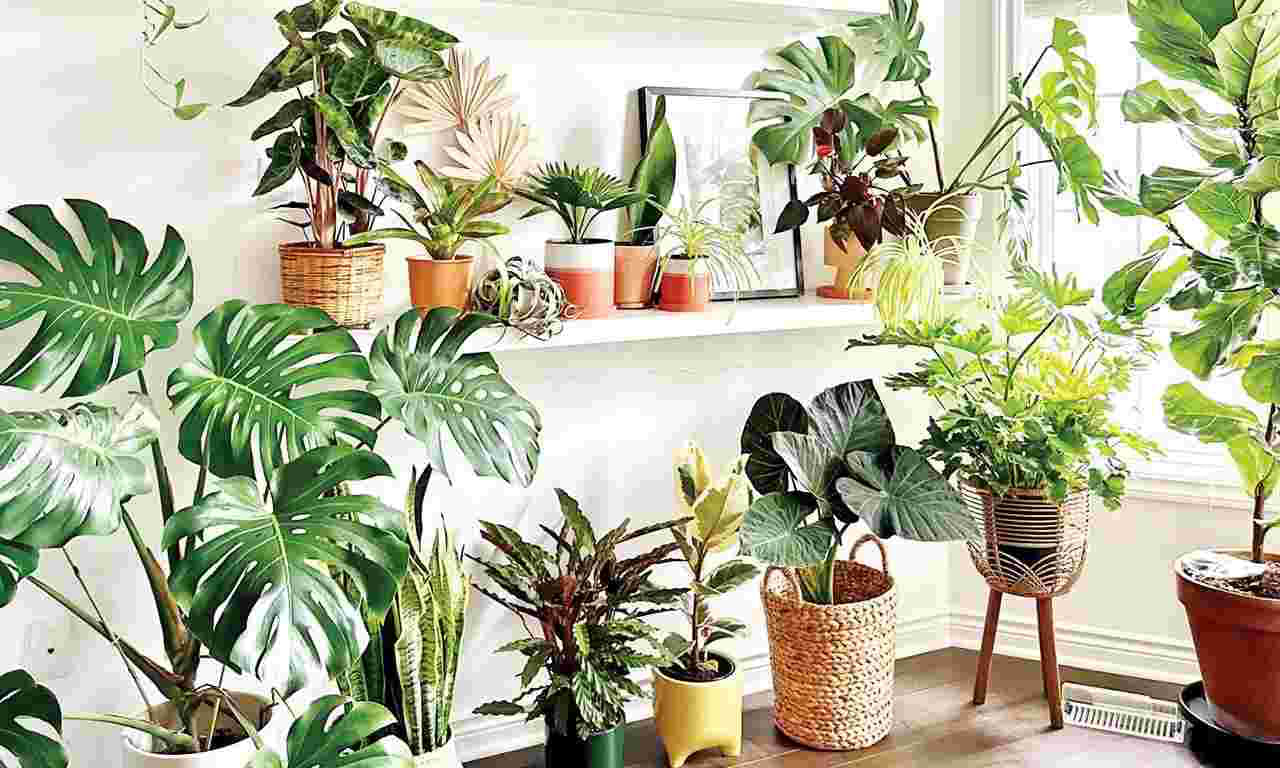 Indoor Foliage Plant Sale