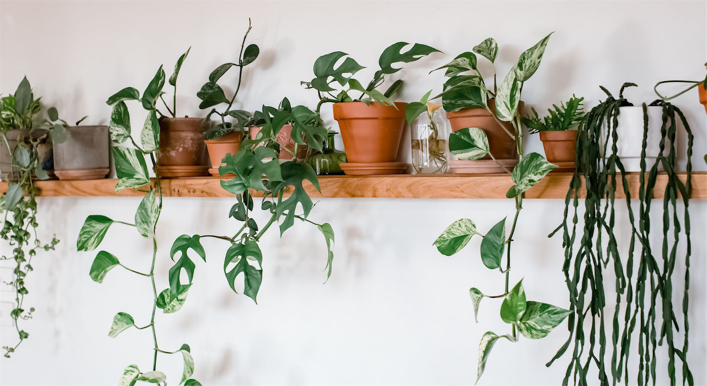 houseplants on shelf 2022 2