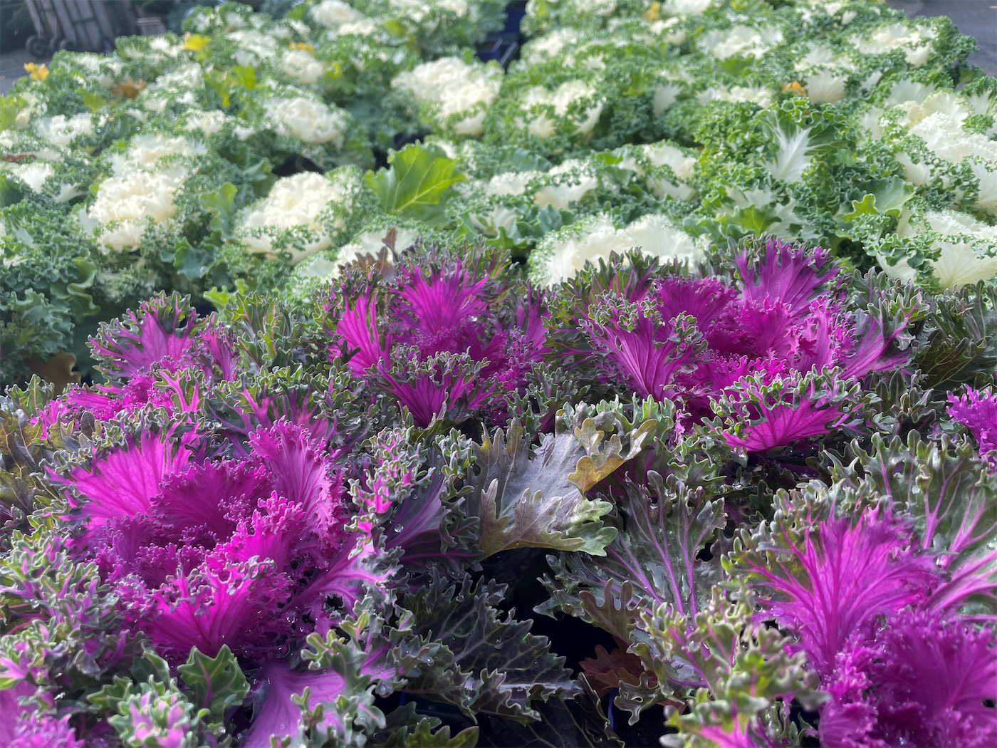 Winter Container Gardening