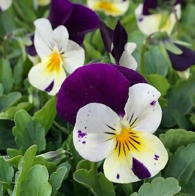 Pansies