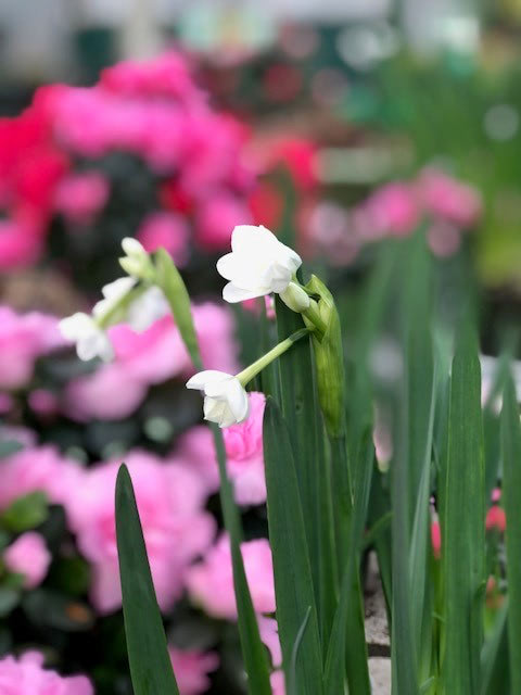 Winter Container Gardening