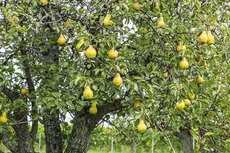 Fruit Trees & Nuts