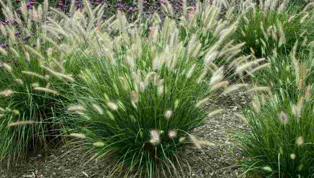 pennisetum hamelin grass 9