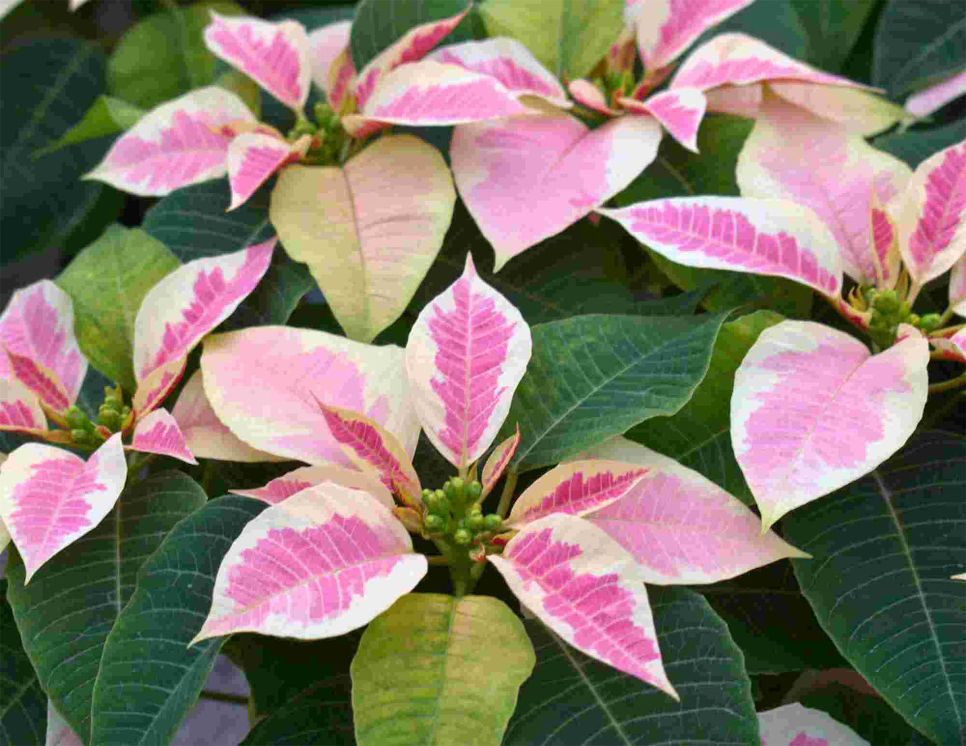 Poinsettias