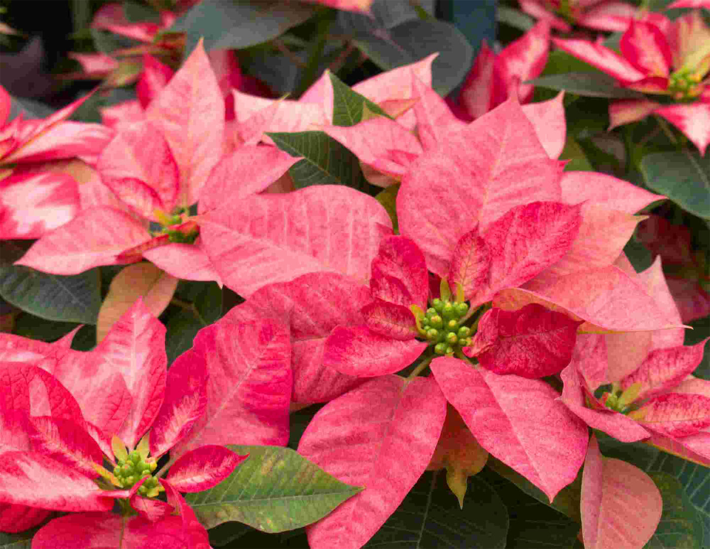 Poinsettias