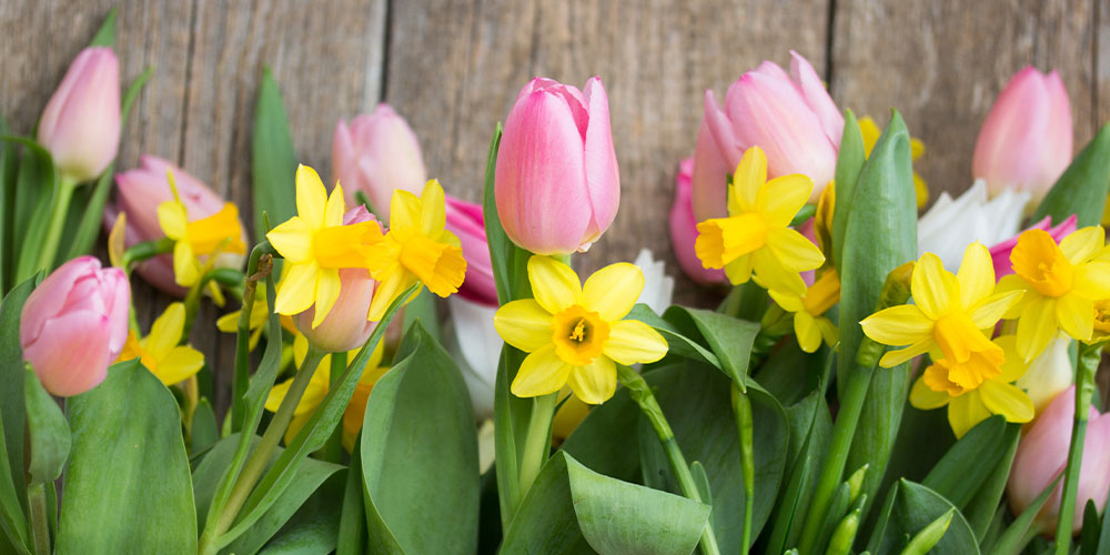 pink tulips and daffodil