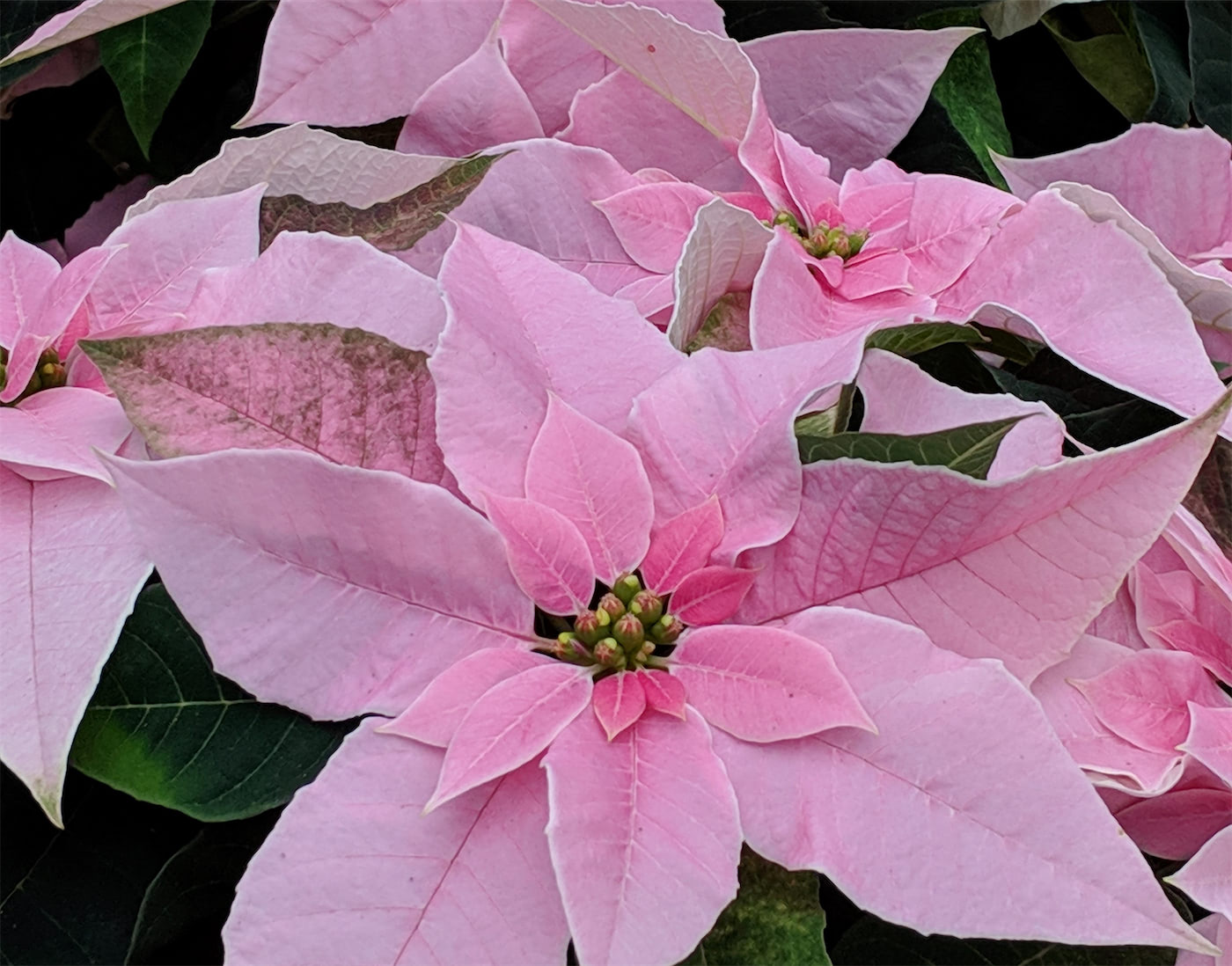 Poinsettias