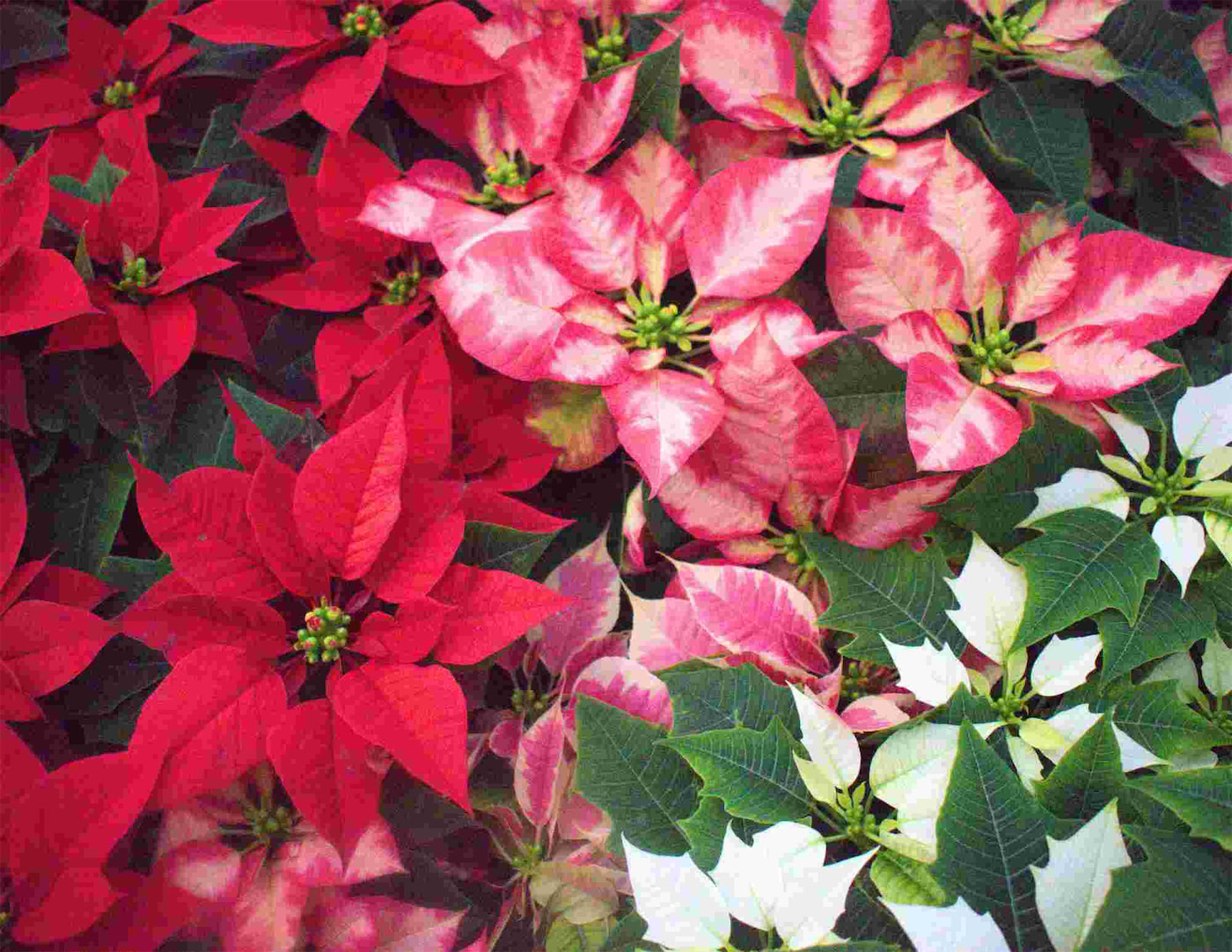 Poinsettias