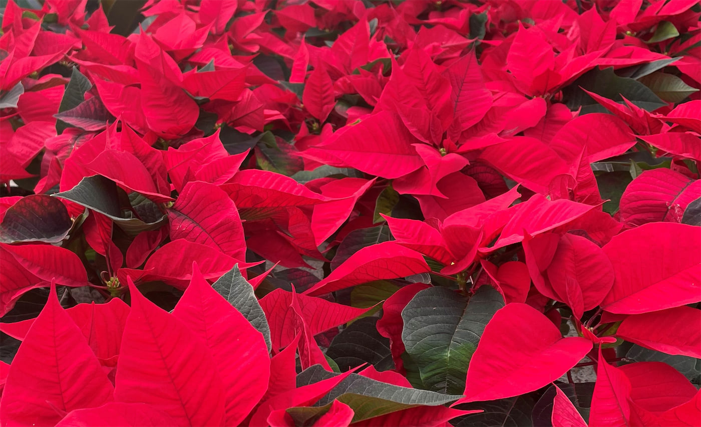 poinsettia for news 12 2021