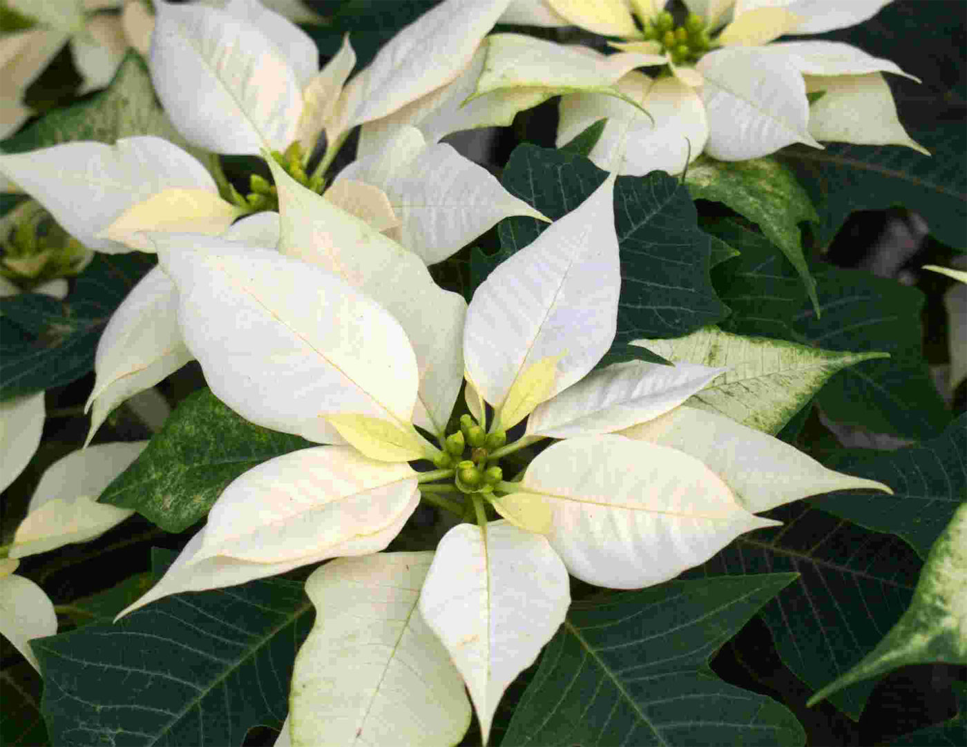 Poinsettias
