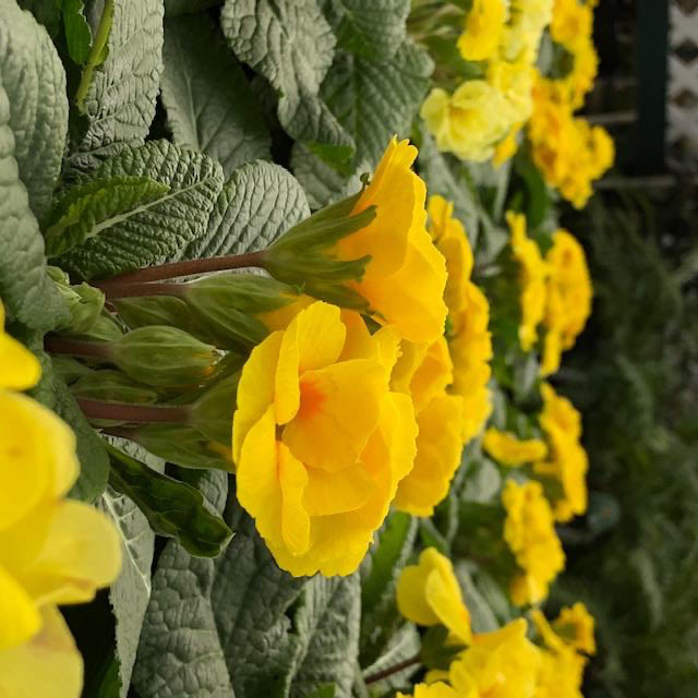 Primroses