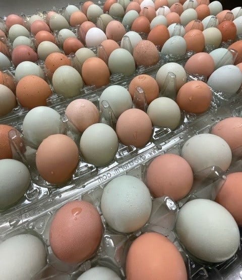 Fresh Eggs