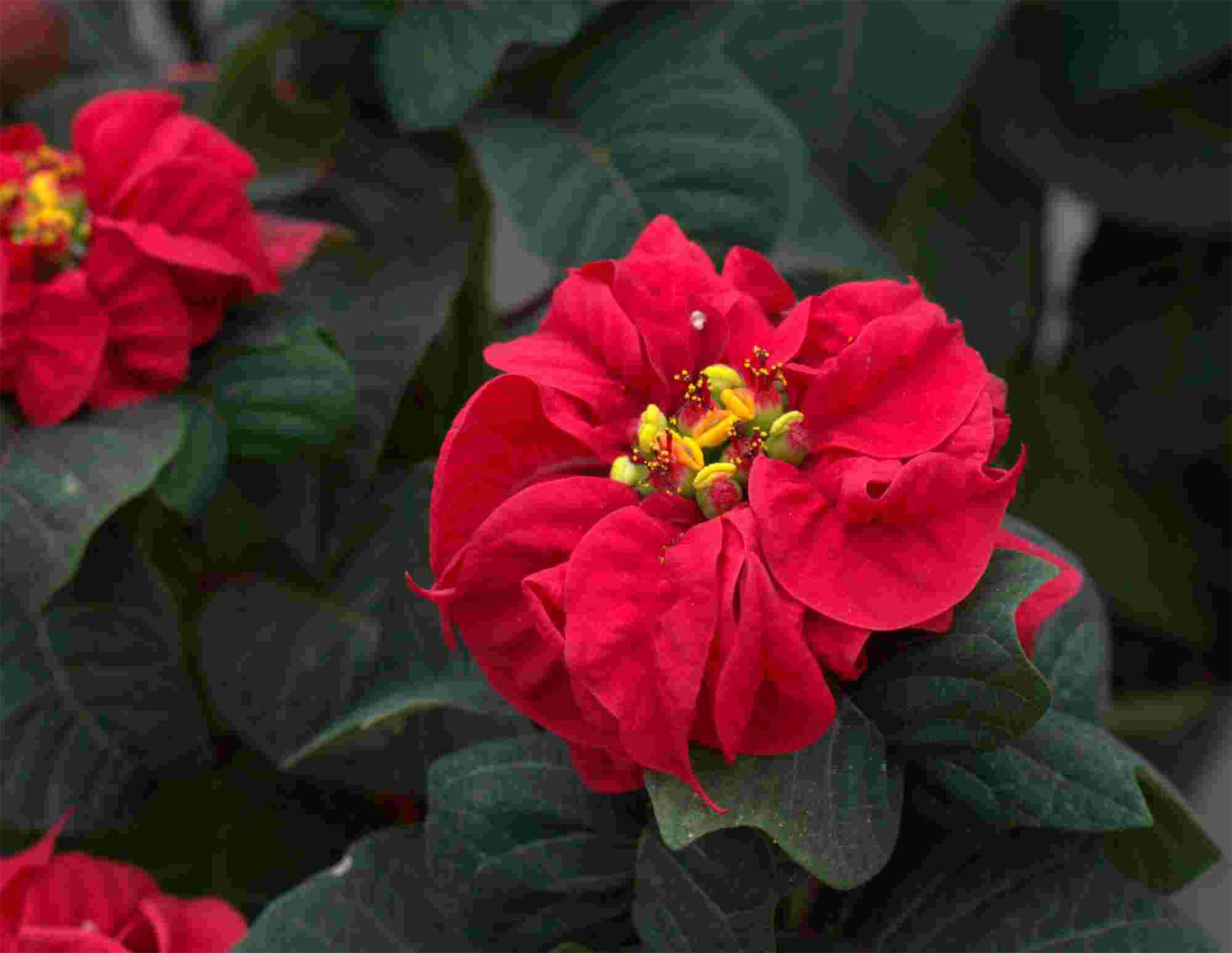 Poinsettias