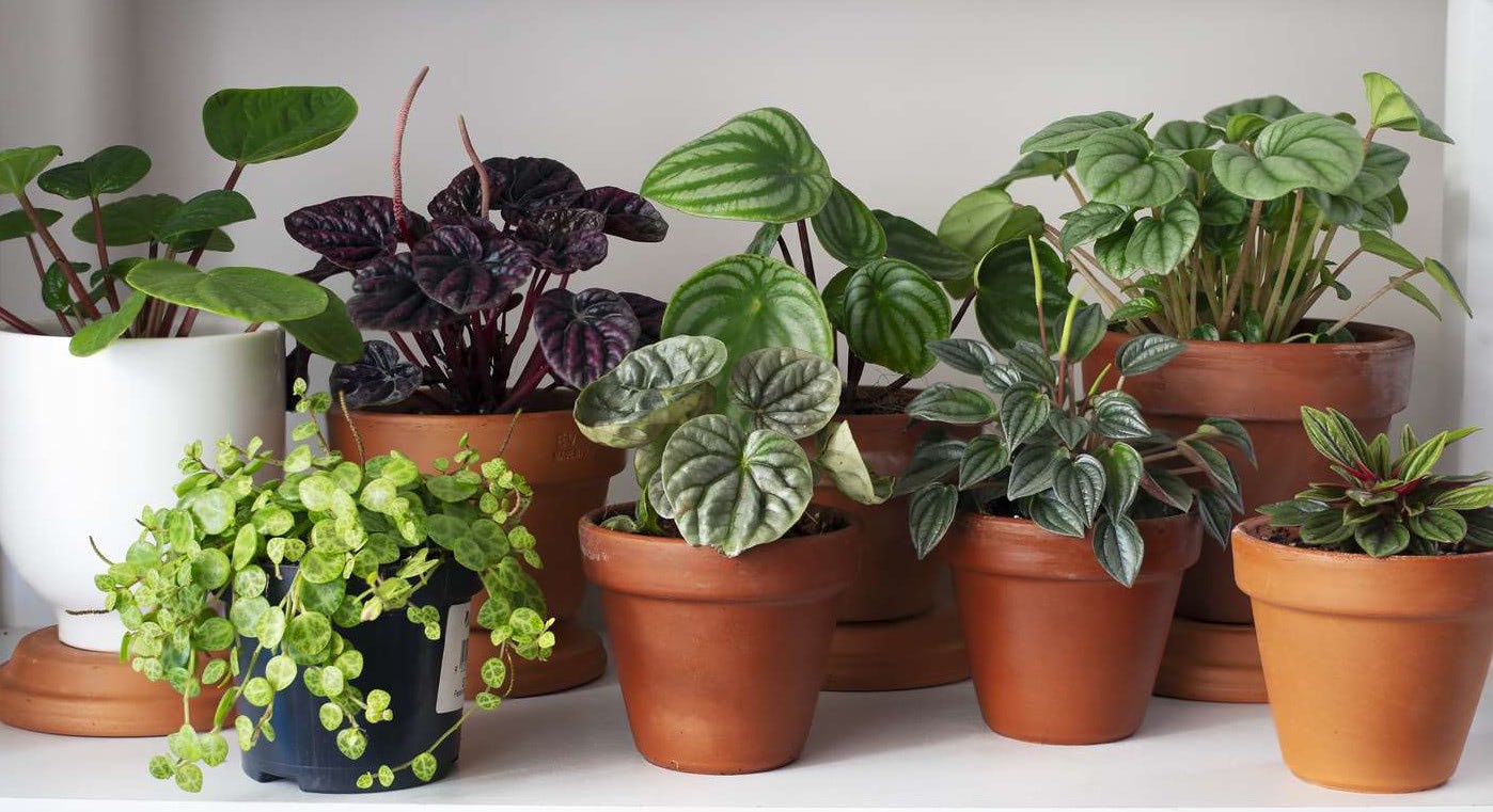 small houseplant groups