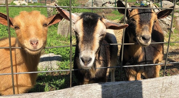 smiling goats 2024