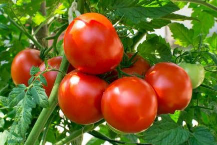 tomatoes