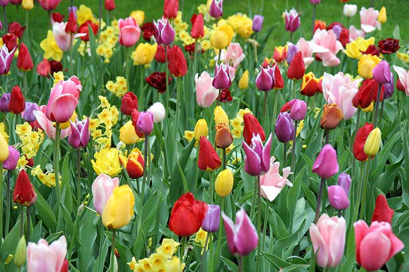 tulips and daffodil