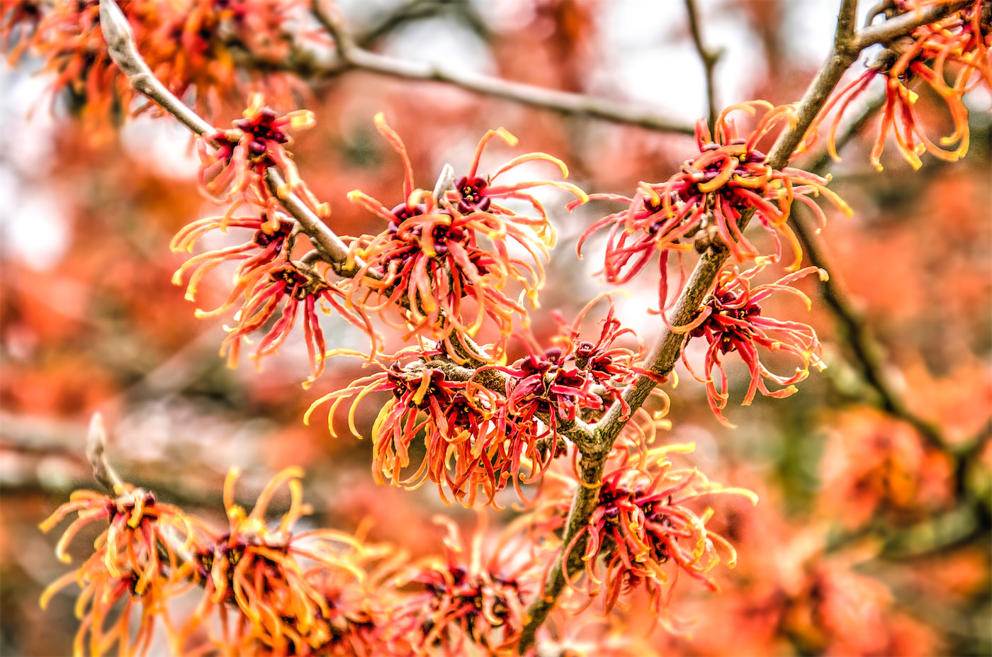 Winter Interest Plants