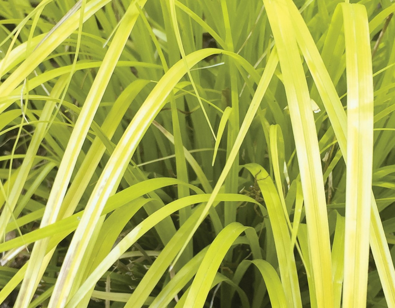 Grass Carex EverColor Everillo Foliage 23601 2