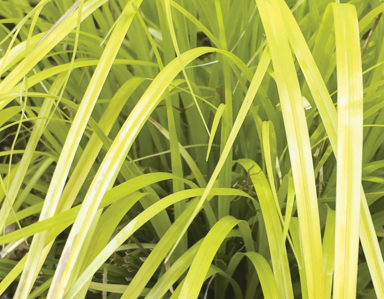 Grass Carex EverColor Everillo Foliage 23601 2 