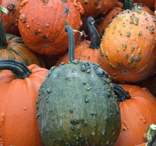 bumpy gourds and pumpkins 2021 use
