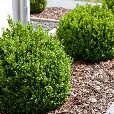 dwarf boxwood crop